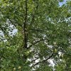 Kamień dziś &raquo; Kwitnący Tulipanowiec w Kamieniu